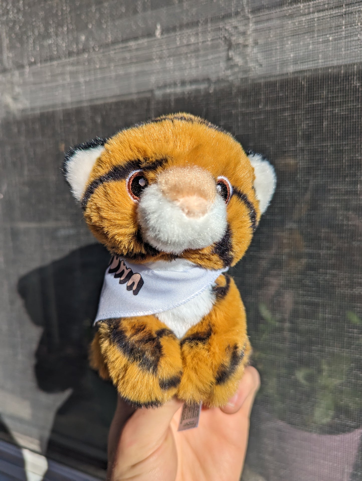 A Tiger Friend!